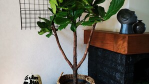 Una planta en maceta con una cesta tejida, un taburete de madera rústica y un sombrero decorativo sobre una superficie de madera.