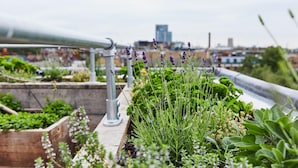 A rooftop garden with various plants and a metal railing. - The Buxton (London)
