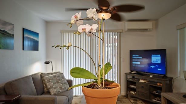 A living room with a potted orchid on a wooden table, a grey sofa, a television, and a ceiling fan. - Quiet & Private S. Kihei 1BR Guest Suite - 10 minute walk to Kamaole Beach II (Kihei)