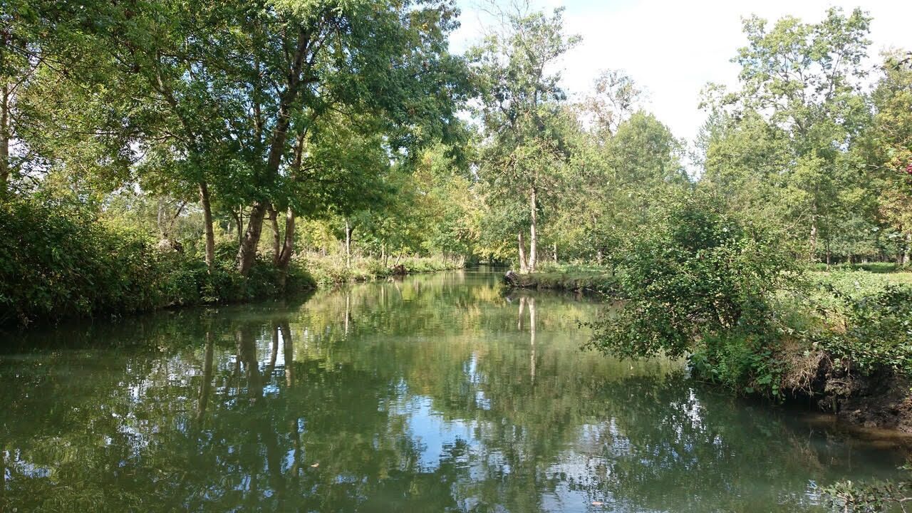 Um rio calmo rodeado por vegetação densa e árvores.
