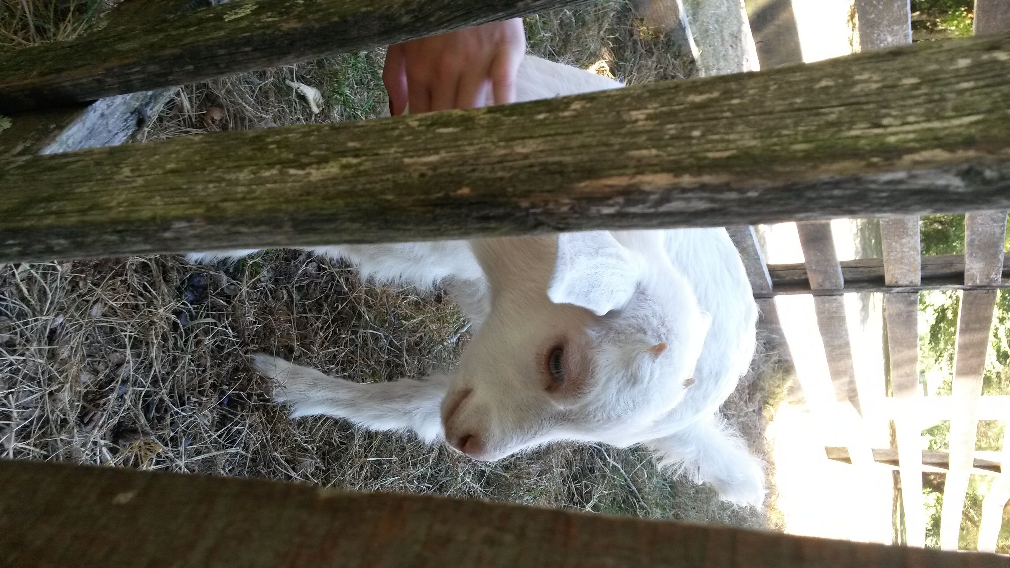 Une chèvre se trouve derrière une clôture en bois, dans une zone abritant des étables, et du foin est étalé sur le sol.