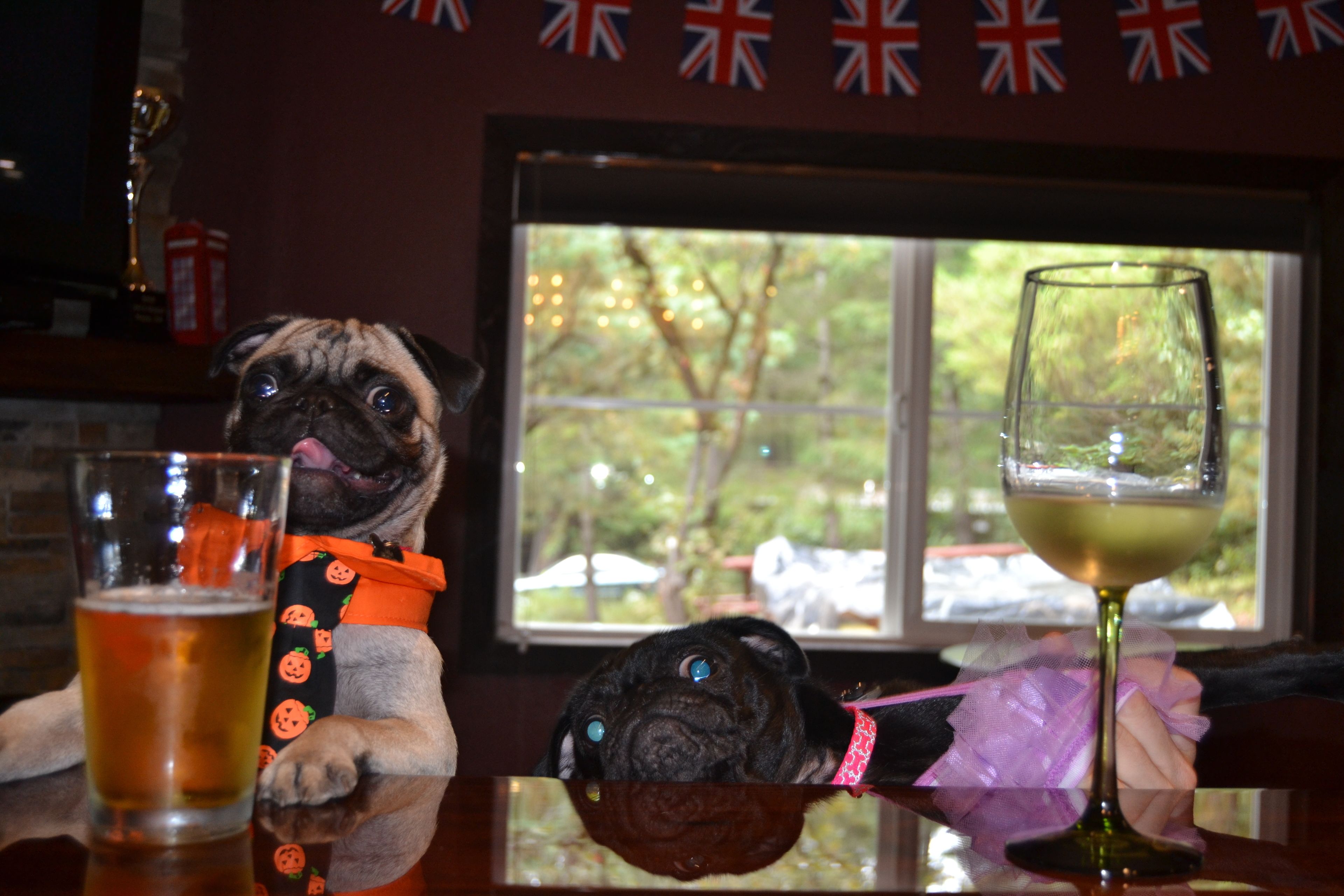 A pug in a pumpkin costume sitting at a table with a glass of beer and a glass of wine.