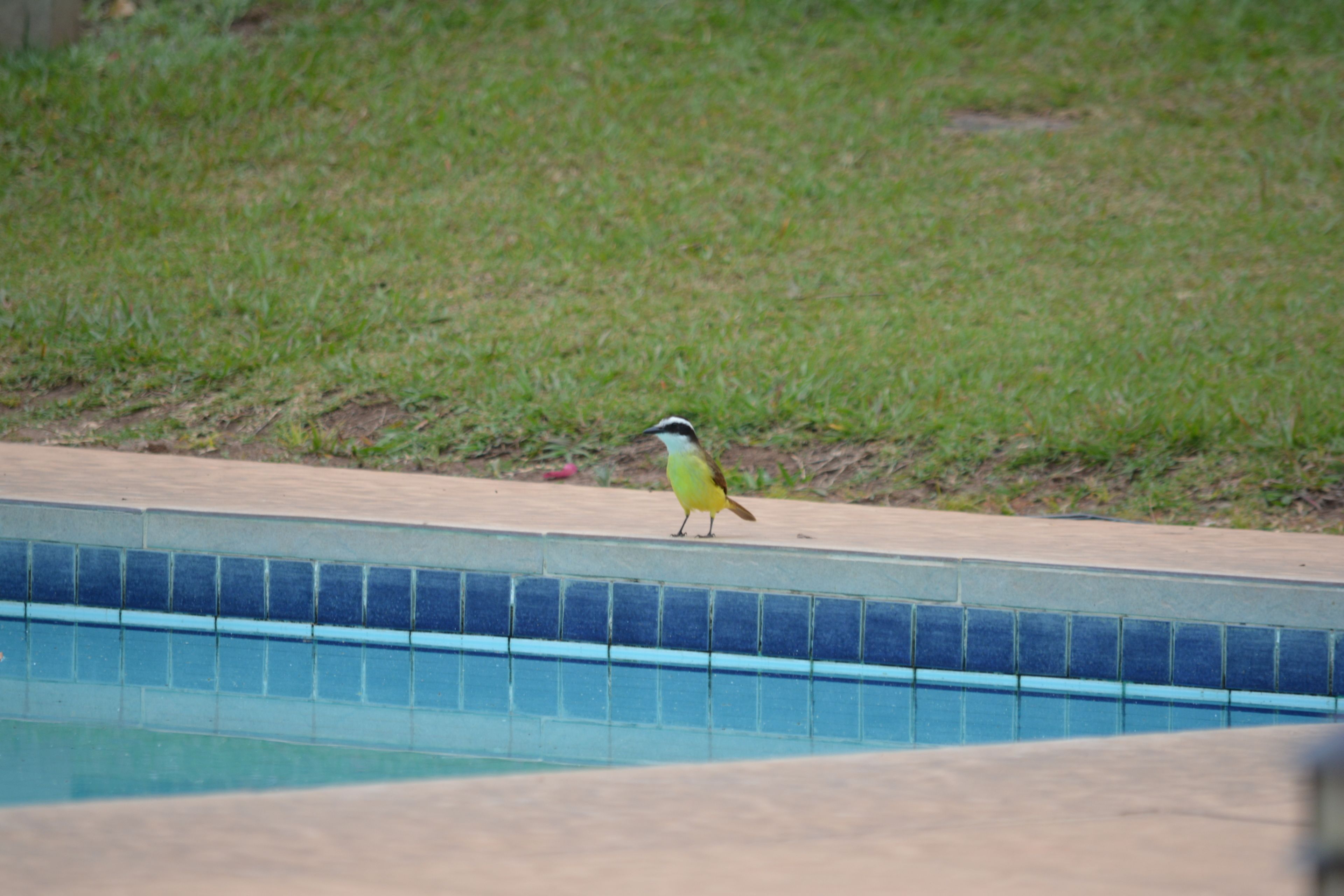 Un ave posada al borde de una piscina.