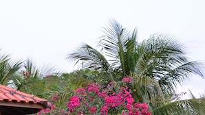 A garden with a pergola covered in pink flowers, surrounded by palm trees and other greenery. - Pantanal Ranch Meia Lua (Miranda)