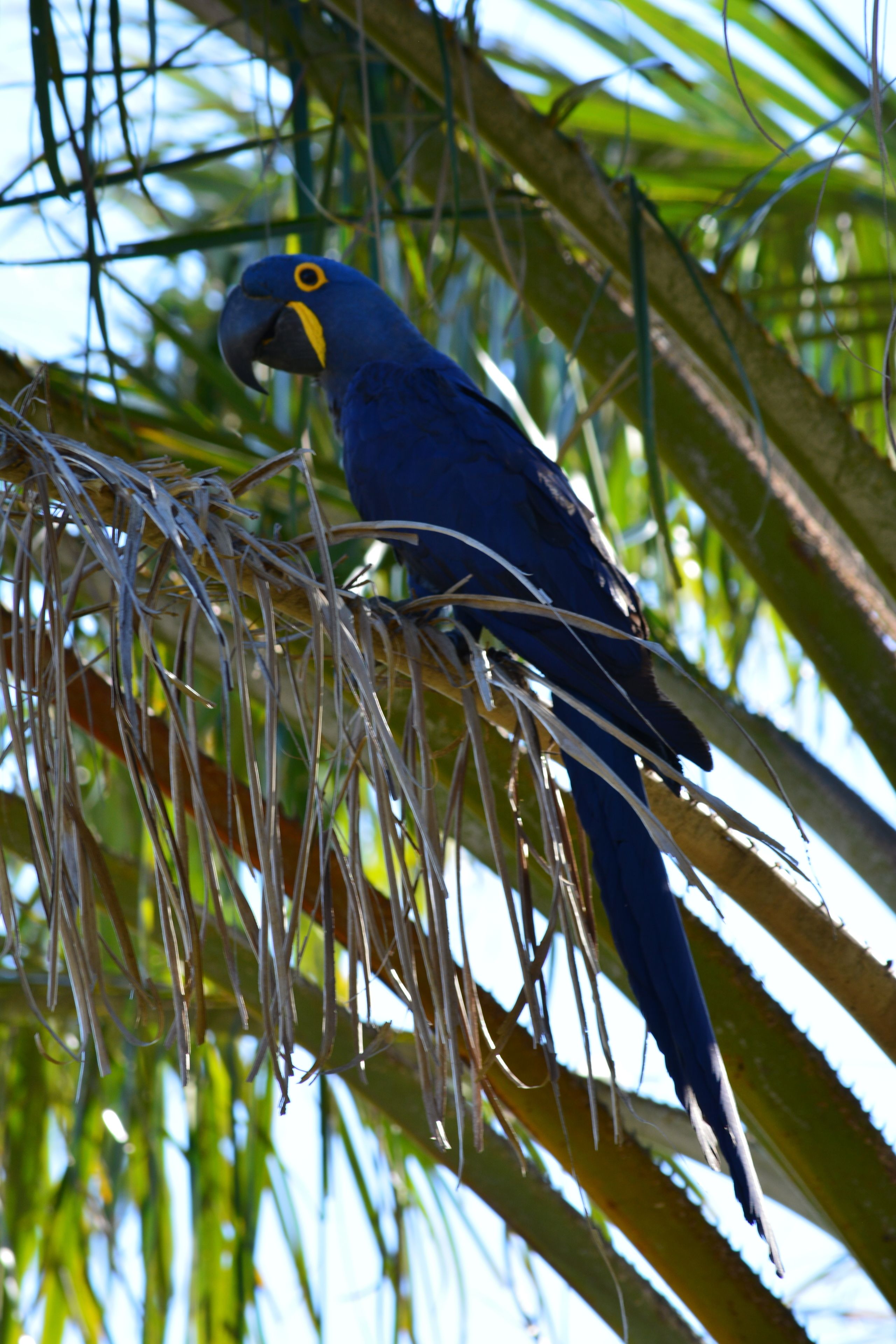 Um papagaio azul empoleirado num galho de árvore.