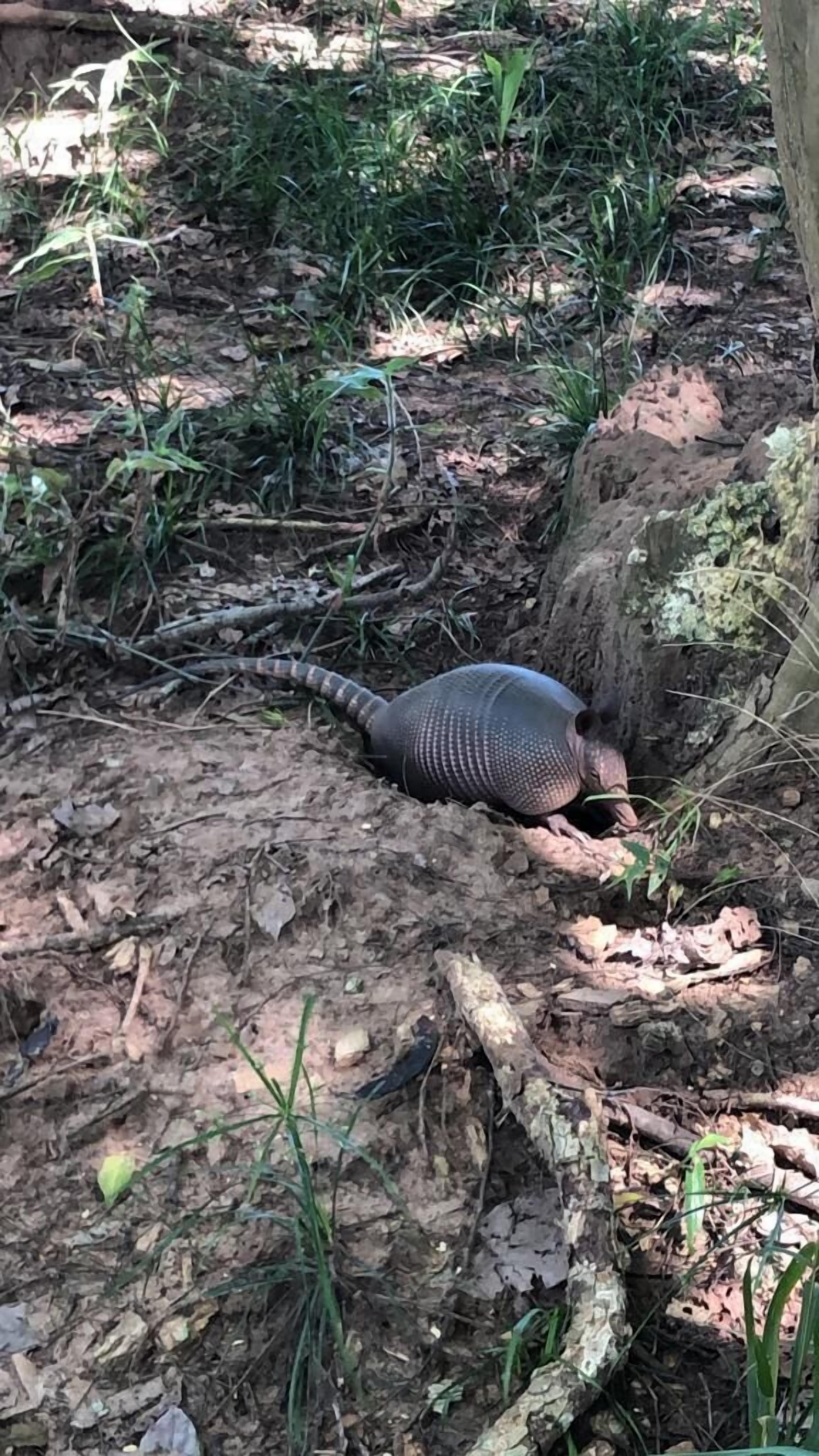 Un gran armadillo en un área natural y boscosa, con suelo cubierto de hojas y escasa hierba.