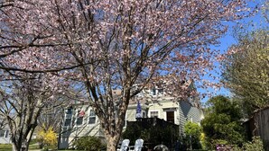 Ein Wohnhaus mit einem großen blühenden Baum, einer Rasenfläche und einer gut sichtbaren Veranda.