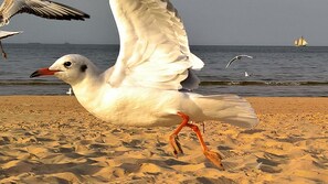 Un goéland sur une plage de sable, avec l’océan et un voilier en arrière-plan.