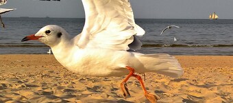 LARUM-快適な2ルームアパートメント