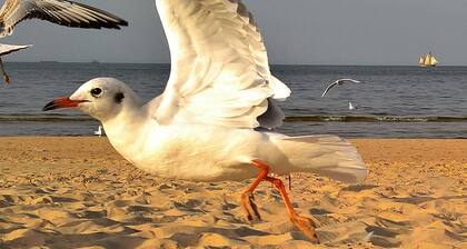 LARUS- Comfortable 2-room apartment