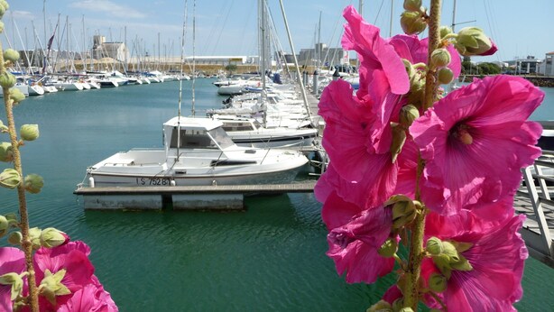 A marina with boats docked, a clear sky, and pink flowers in the foreground.
