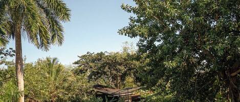 A tropical garden with a wooden deck, palm trees, and various greenery.