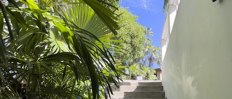 A staircase surrounded by lush green foliage, leading upwards.