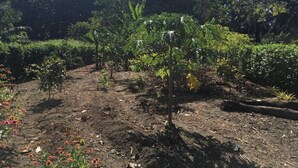 A garden with various plants and trees, a dirt path, and a small flower bed with pink flowers. - Country meets beach! Las Palmitas Costa Rica (Palmar Norte)