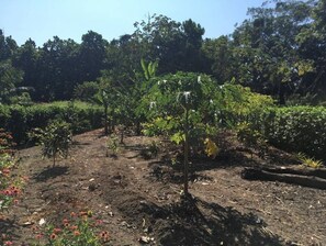 Stroll through a serene garden featuring a variety of lush plants and trees.