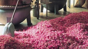 Industriell bryggutrustning med koppartankar och en stor skopa rosa blomblad utspridda på golvet.