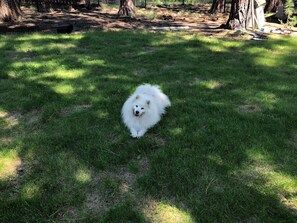 Um cão branco e fofo em área externa com grama, árvores e uma estrutura de madeira ao fundo.