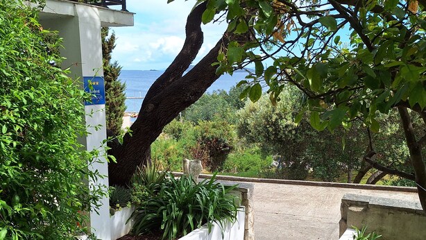 A pathway leading to a building with a view of the sea. There are potted plants and a tree in the foreground. - Apartment Srsen for 2 people in Kuciste (Kucište)