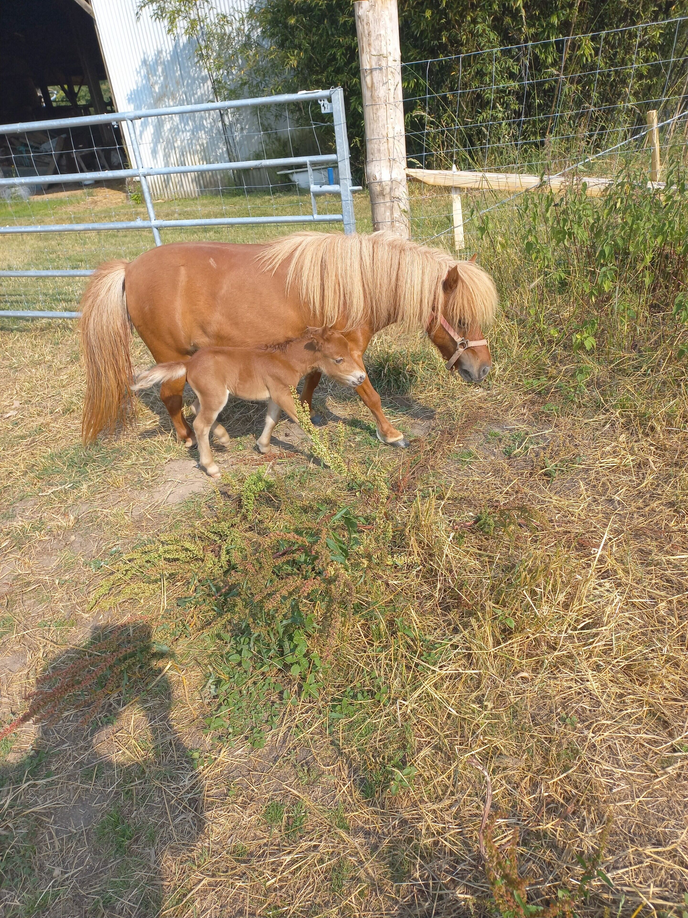 Ein Pferd und ein Fohlen in einem eingezäunten Bereich mit einem Holzpfosten und Stacheldrahtzaun.