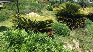 Een tuin met verschillende planten en bomen, waaronder een grote boom en hoge cipressen.