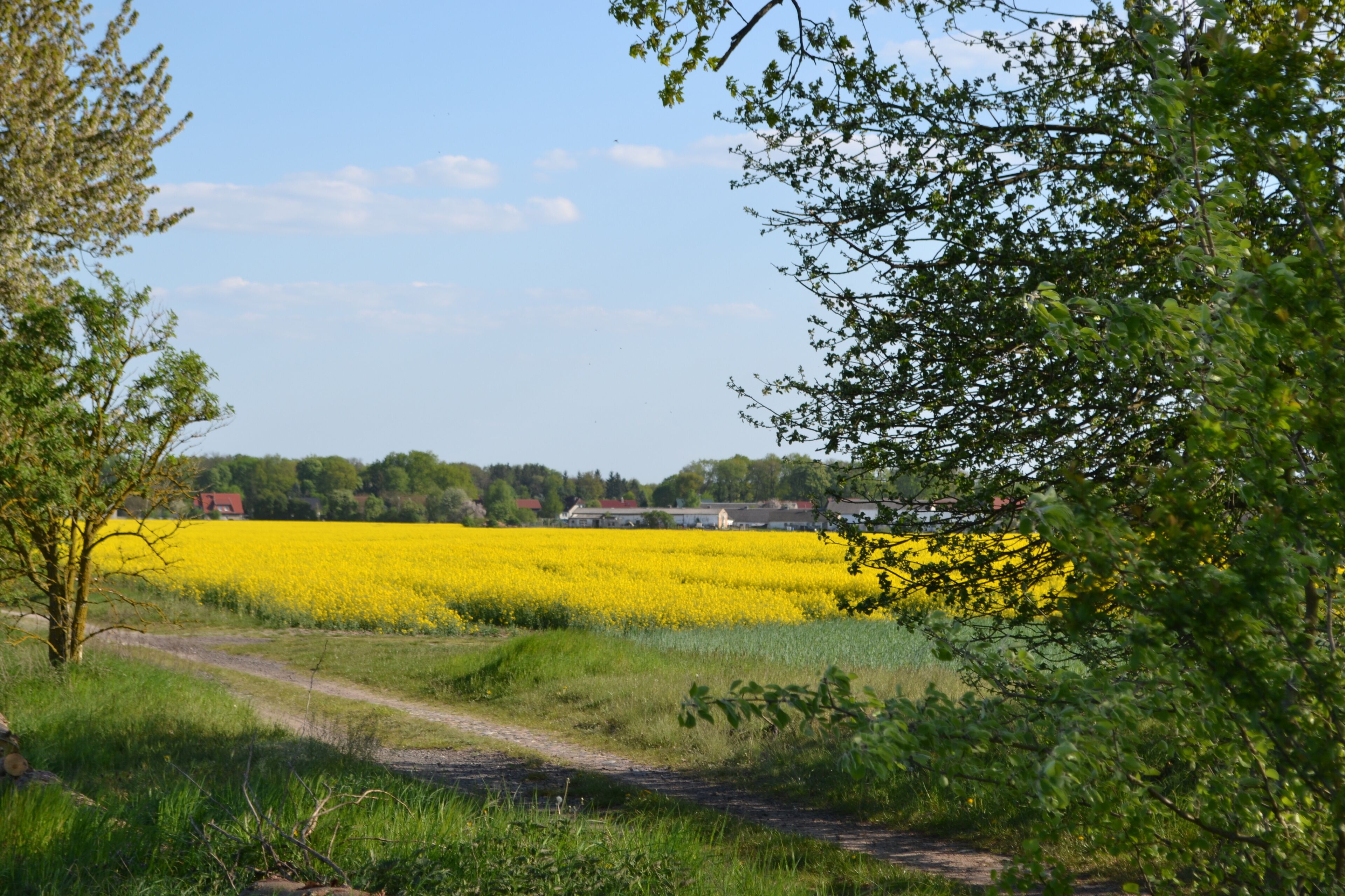 Un paysage rural avec un champ jaune, un chemin de terre et un bâtiment rouge au loin.