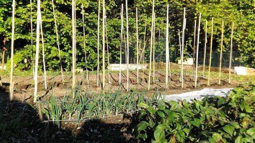 L' ARNIA "LE MARGHERITE" apartment 4 pers. ground floor CIN IT017112C2DKFHAPU9