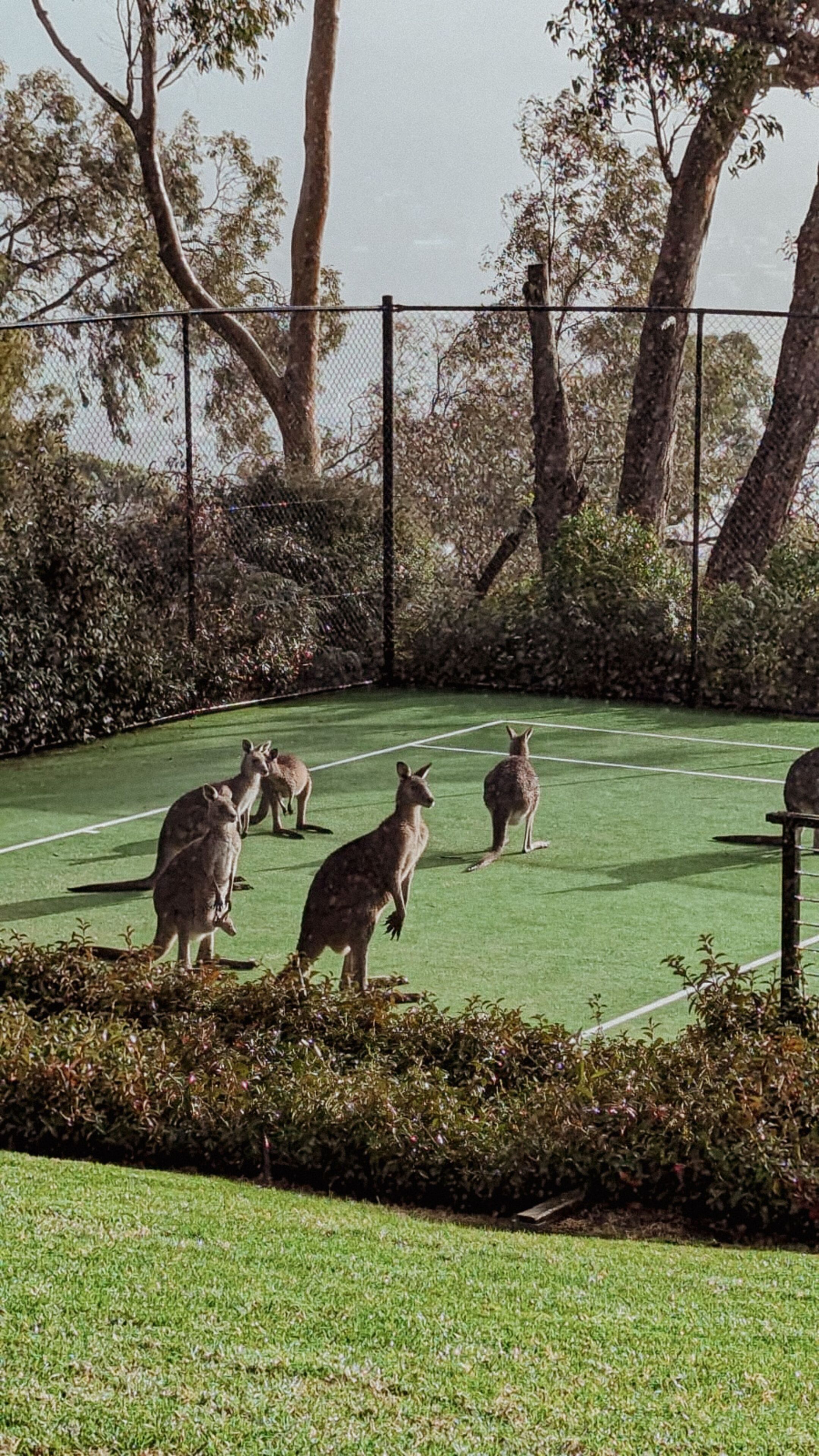 A fenced outdoor area with green grass and trees.