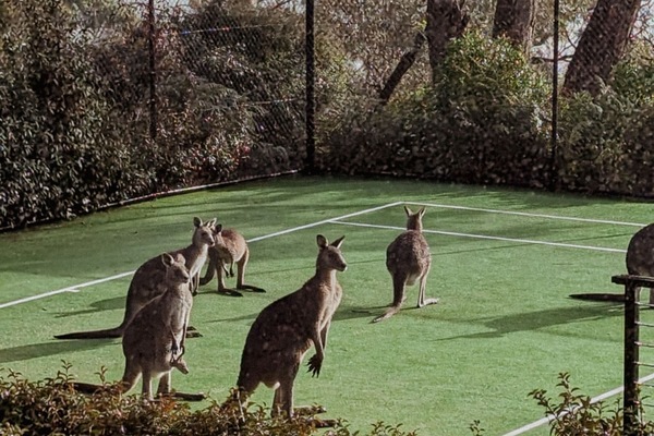 Sports court