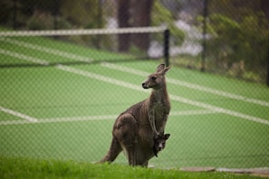 A kangaroo standing on grass with a fence in the background.