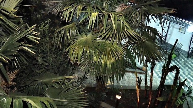 Um quarto com piso xadrez, uma mesa pequena e diversas plantas, incluindo palmeiras.