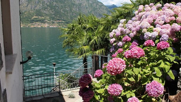 Un balcon donnant sur un lac et des montagnes, entouré de buissons d’hortensias roses.