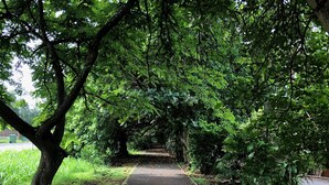 Un camí pavimentat envoltat de vegetació abundant i arbres.