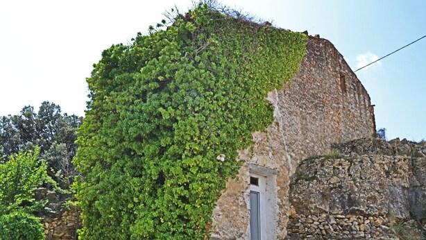 A stone building partially covered with green ivy. - Mas de Tenesa (Benassal)