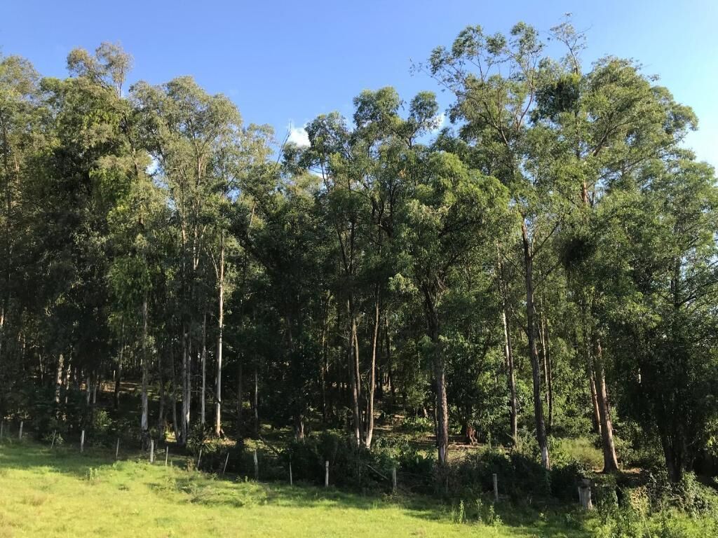 Une forêt dense, avec de grands arbres et un champ herbeux.