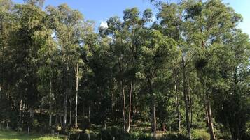 Une forêt dense, avec de grands arbres et un champ herbeux.