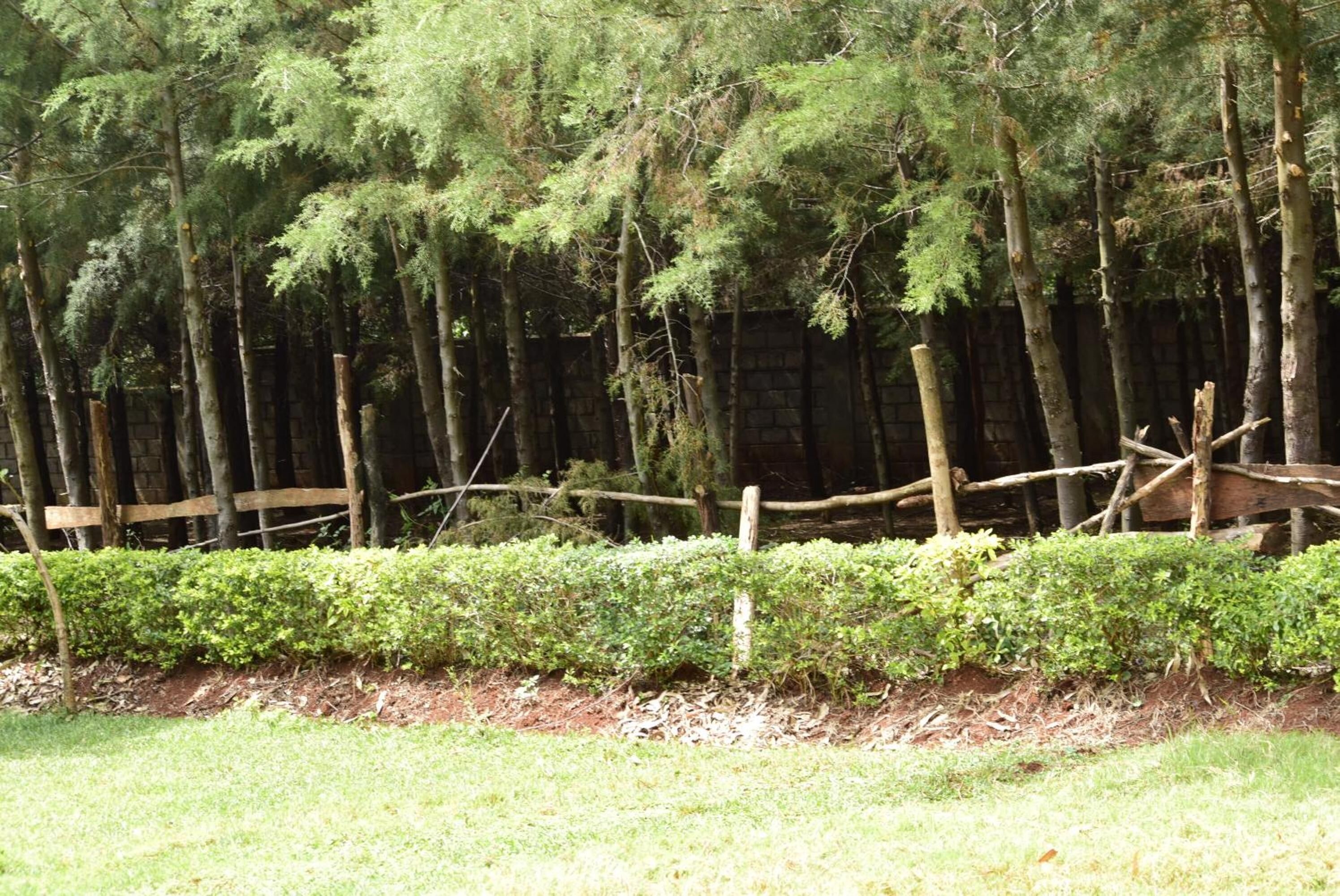A forested area with a wooden fence and a grassy foreground.