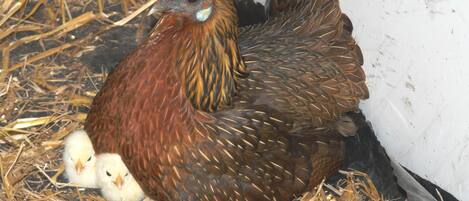Una gallina con un polluelo en un gallinero con paja.