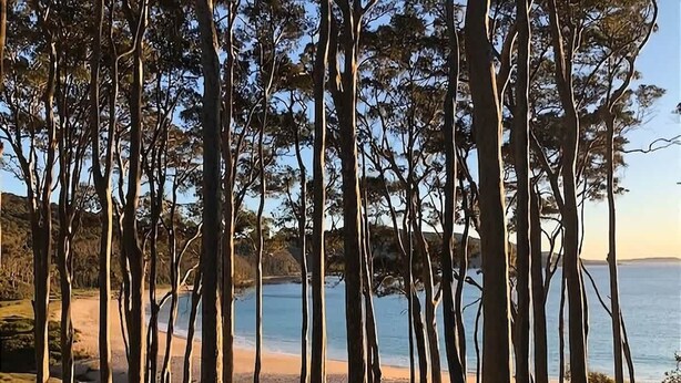 Eine Küstenlandschaft mit hohen Bäumen, einem Strand und ruhigem Meer.