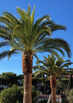 Two palm trees with a clear blue sky in the background and a residential area with houses and greenery. - The Address Cassis (Cassis)