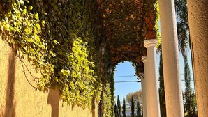 A pathway lined with columns and covered by a vine-covered archway. - VIP Accommodations (Hollywood)