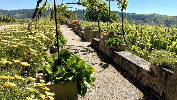 A vineyard with rows of grapevines and flowering plants along a stone pathway. - Quinta da Cumieira (Santa Marta de Penaguião)