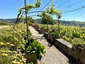 A vineyard with rows of grapevines and flowering plants along a stone pathway. - Quinta da Cumieira (Santa Marta de Penaguião)