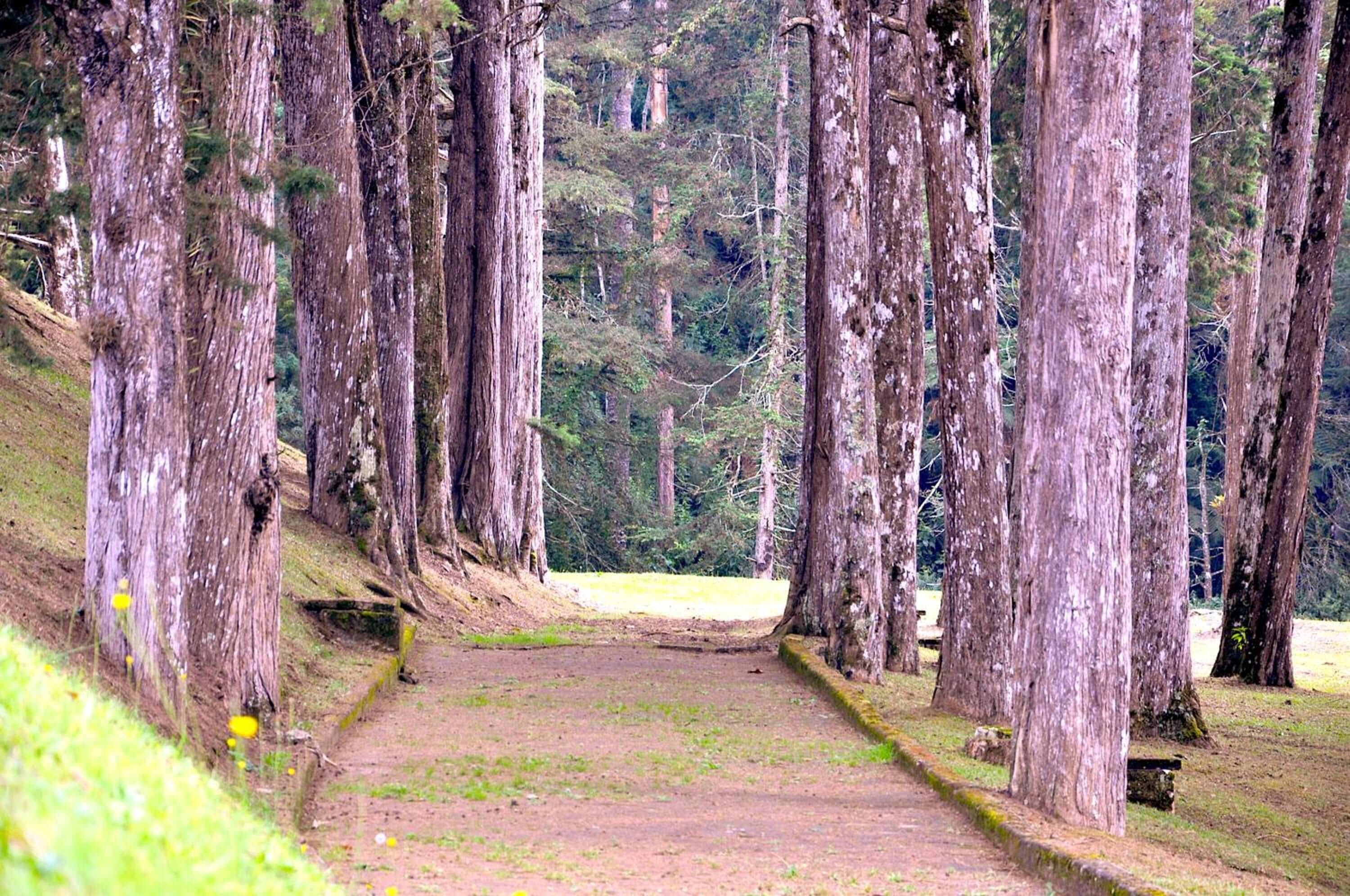 Foto - Hotel Platanus