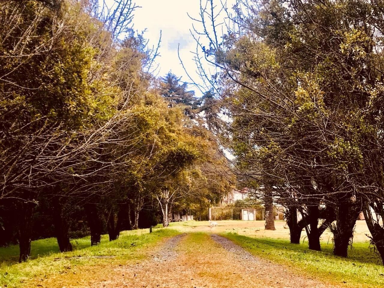 Un sendero de grava bordeado por árboles en un entorno similar a un parque.