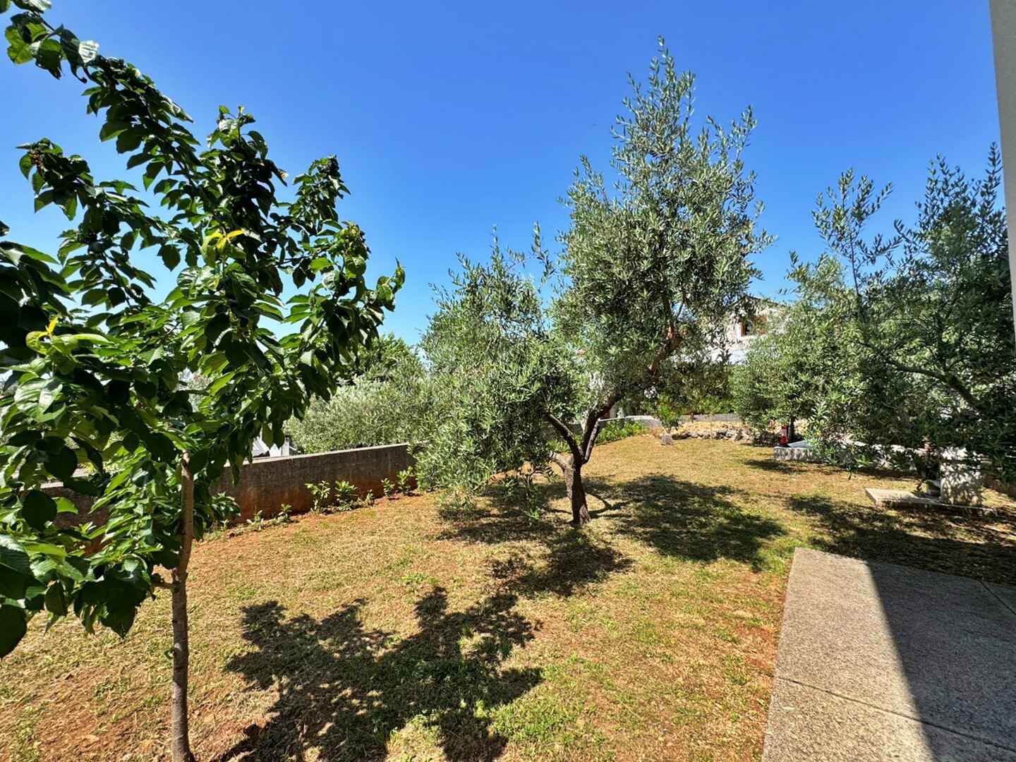 A garden with various trees, a stone wall, and a paved path.