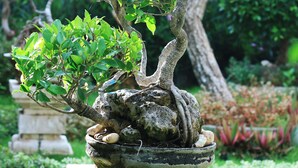 A bonsai tree in a stone pot, set in a garden with a Buddha statue in the background. - The Box House Nusa Penida (Penida Island)