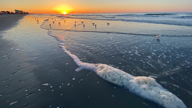 Una playa con olas al atardecer, aves en la arena y un horizonte urbano distante.