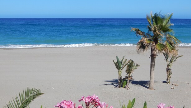 Een strand met helderblauw water, een zandstrand en palmbomen.