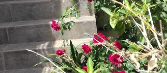 Harry's Apartment nära flygplatsen och havet, familj och husdjursvänlig