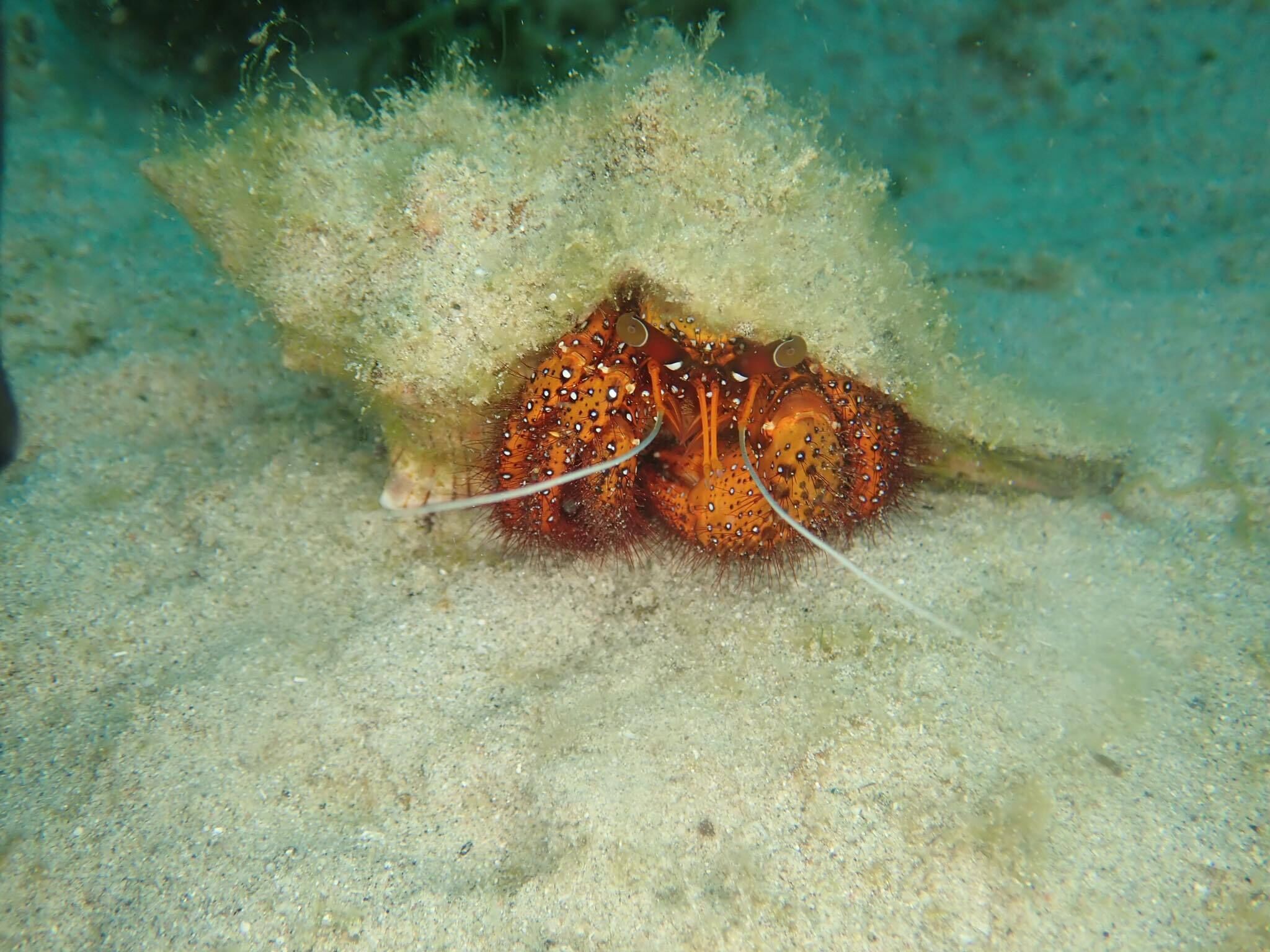 Un langostino se camufla entre algas marinas y arena en el lecho oceánico.